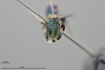 Media type: image;   Entomology 790490 Aspect: head frontal view